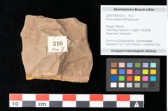 Foto (Objekt + Etikett) von Pinus praelarix Ettingshausen (NHMW-GEO-2024-0188-0310)